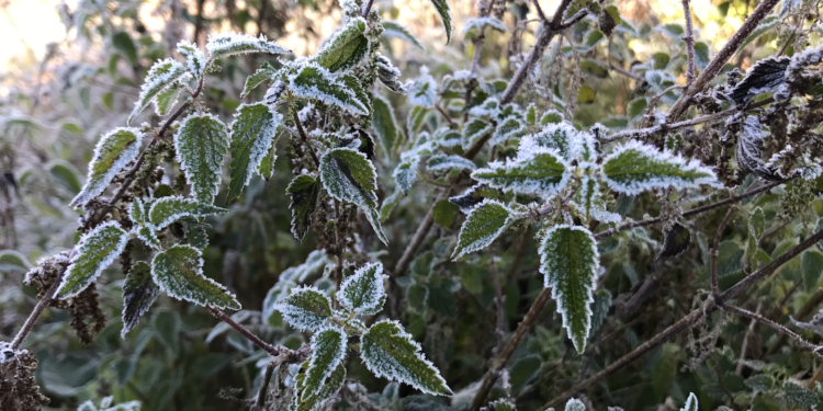 Ardahan'da soğuk hava ve kırağı etkili oldu