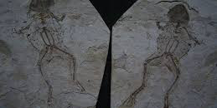 Arjantin'de 161 milyon yıllık kurbağa yavrusu fosili keşfedildi