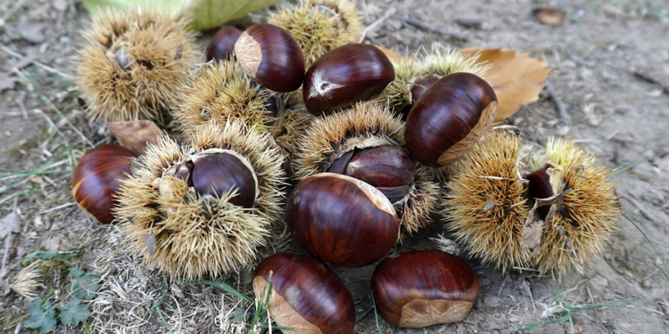 Asırlık kestane ağaçları, yıllardır meyve veriyor