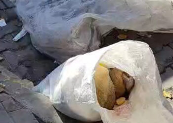 Avcılar'da çuval içinde çöpe atılmış 2 ölü köpek bulundu