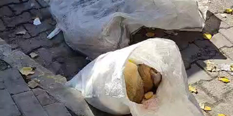 Avcılar'da çuval içinde çöpe atılmış 2 ölü köpek bulundu