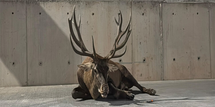 Yaralı kızılgeyiğin sağlık durumu iyiye gidiyor