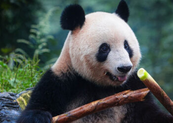 Belçika'daki panda yavruları Çin'e dönüyor