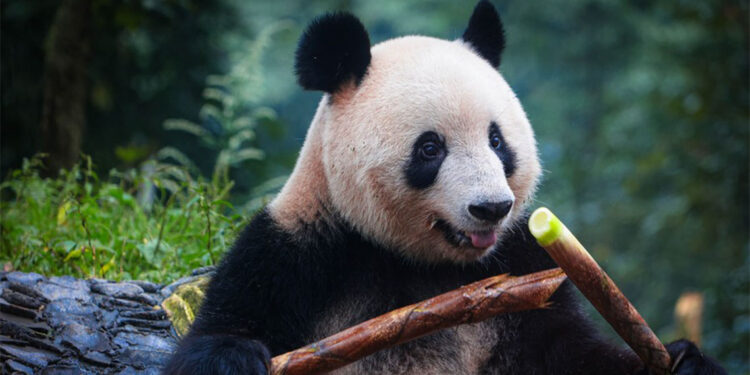 Belçika'daki panda yavruları Çin'e dönüyor