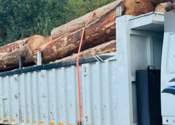 Bolu'da ormanda 1000 ağacın kaçak kesildiği iddiasıyla soruşturma