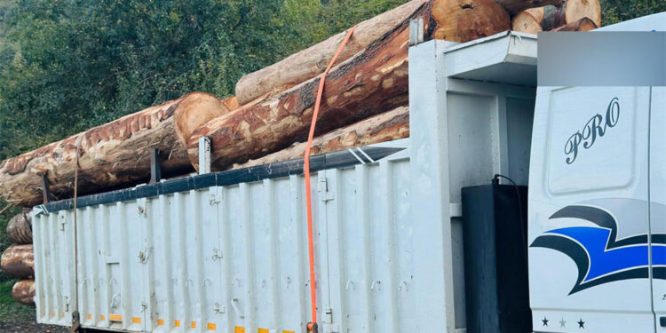 Bolu'da ormanda 1000 ağacın kaçak kesildiği iddiasıyla soruşturma