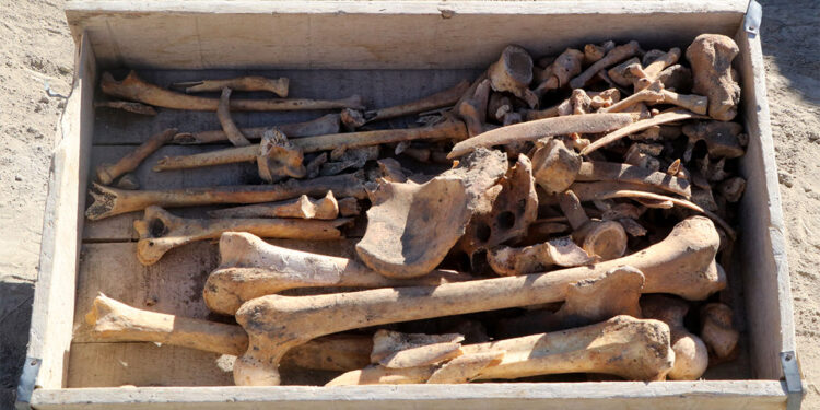 Hacılar Höyüğü'nde 5 bin yıllık iskelet bulundu