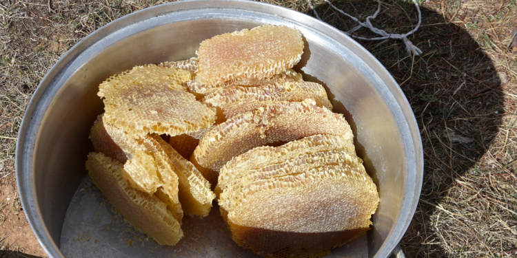 Bitlis’te kara kovan balının hasadı başladı