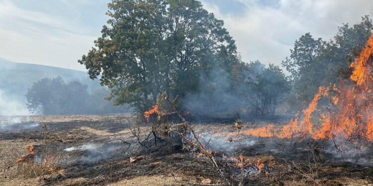 Bursa'da zeytinlikte çıkan yangın, ormana sıçradı