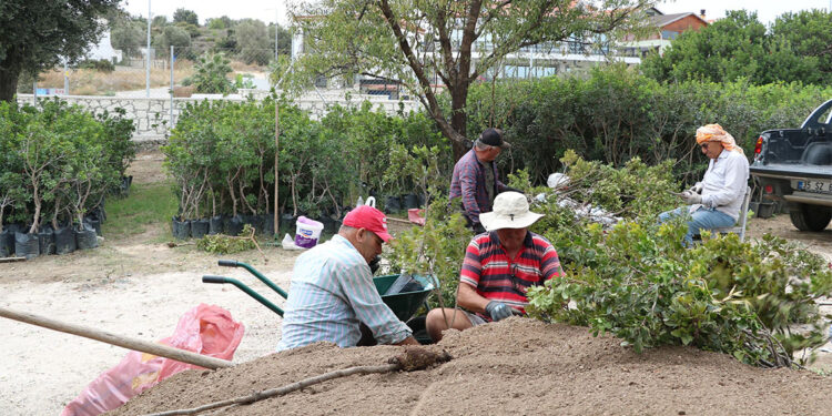 Üreticilerin hedefi Sakız köyü kurmak