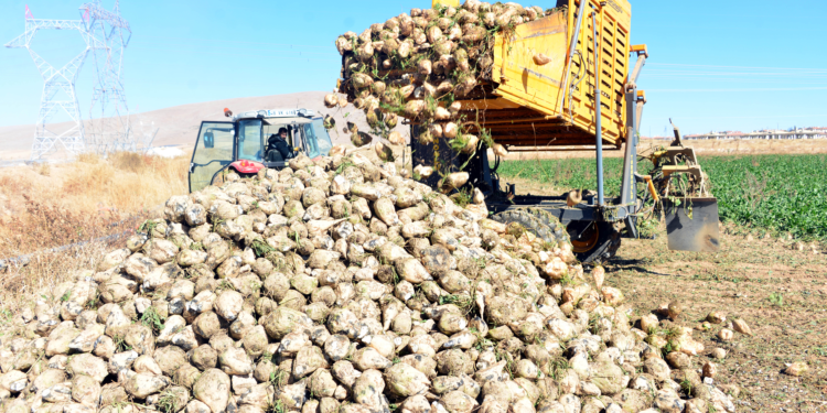 Çiftçi sulama yöntemini değiştirdi, şeker pancarında rekolte arttı