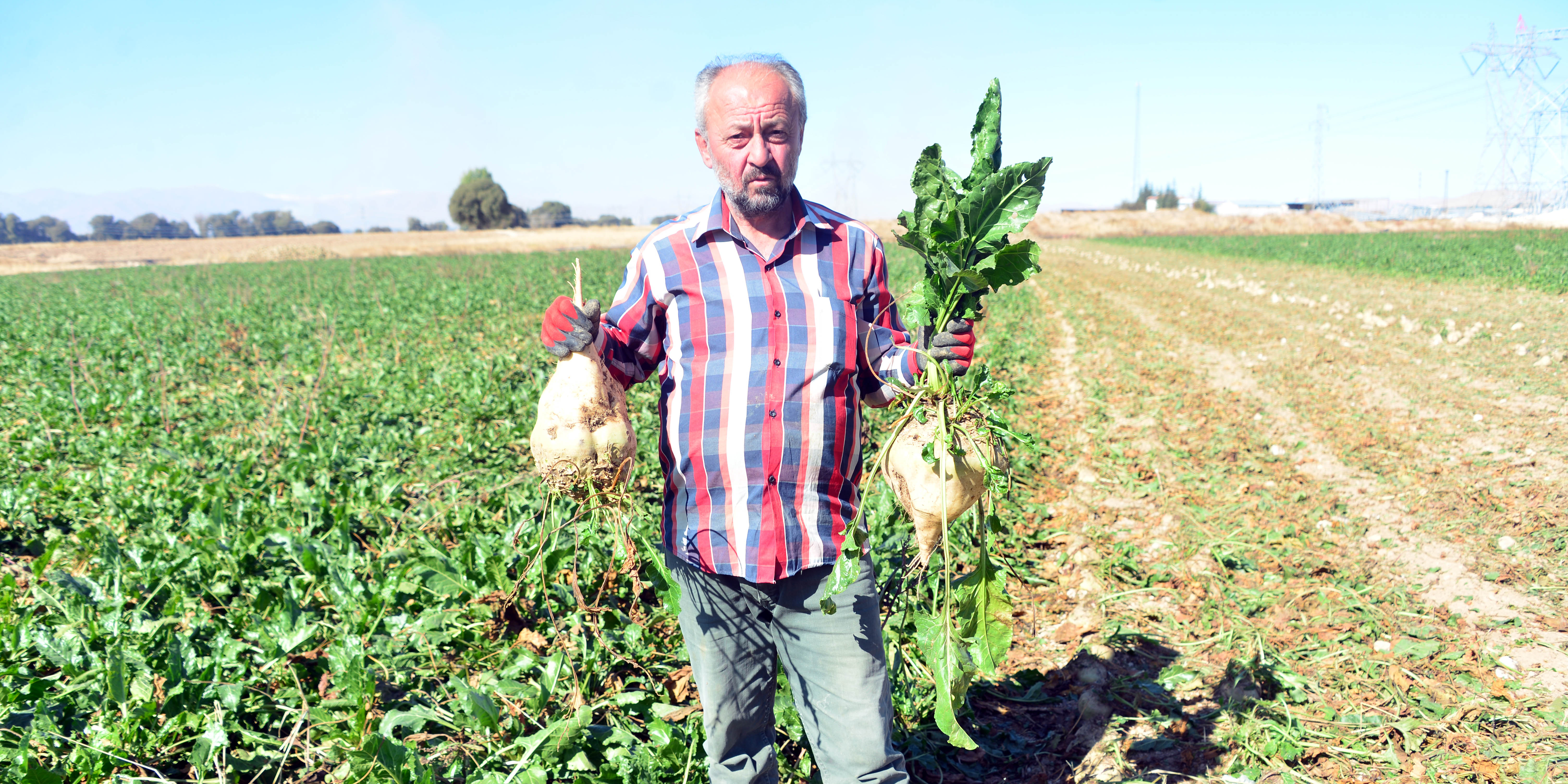 Çiftçi sulama yöntemini değiştirdi, şeker pancarında rekolte arttı