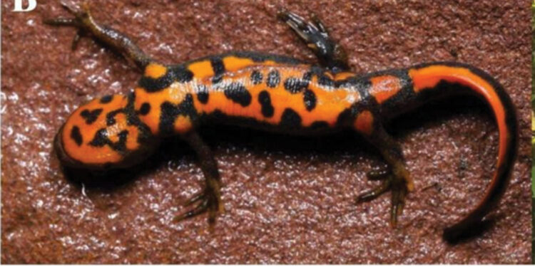 Çin'de yeni bir kurbağa türü keşfedildi