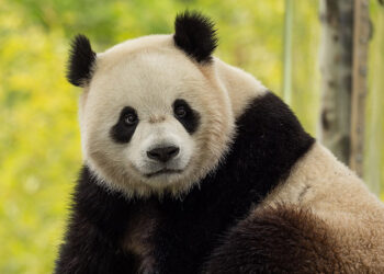 Çin'den ABD'ye iki yeni panda gönderiliyor