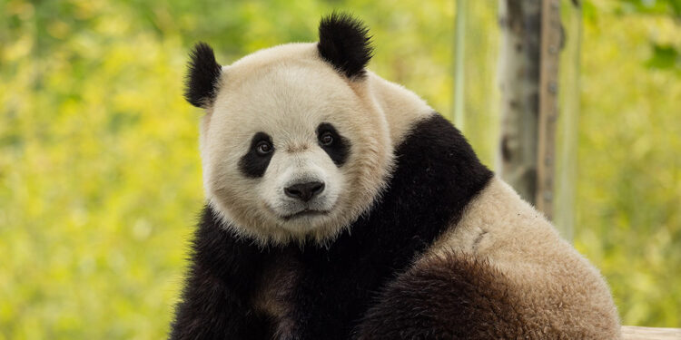 Çin'den ABD'ye iki yeni panda gönderiliyor