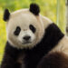 Çin'den ABD'ye iki yeni panda gönderiliyor