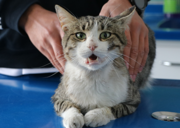 Çuvalla mahalleden uzaklaştırmak istenen kedi sahiplendirilecek