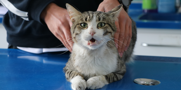 Çuvalla mahalleden uzaklaştırmak istenen kedi sahiplendirilecek