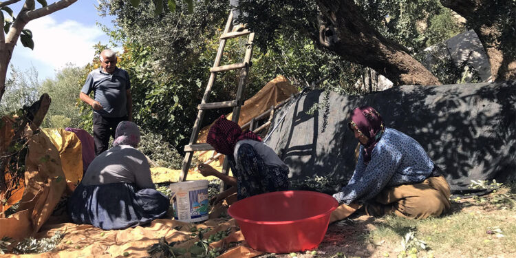 Derik zeytininin hasadına başlandı