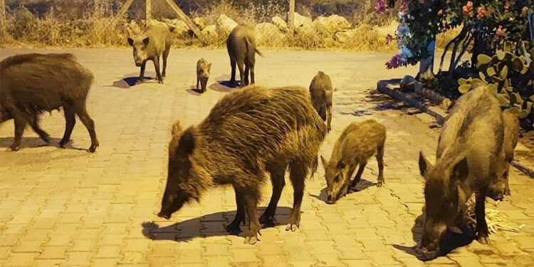 Aç kalan yaban domuzları şehre indi