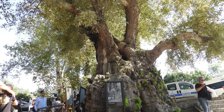 Depremde hasar görmeyen 3 bin 600 yıllık Musa Ağacı'na ziyaretçi akını