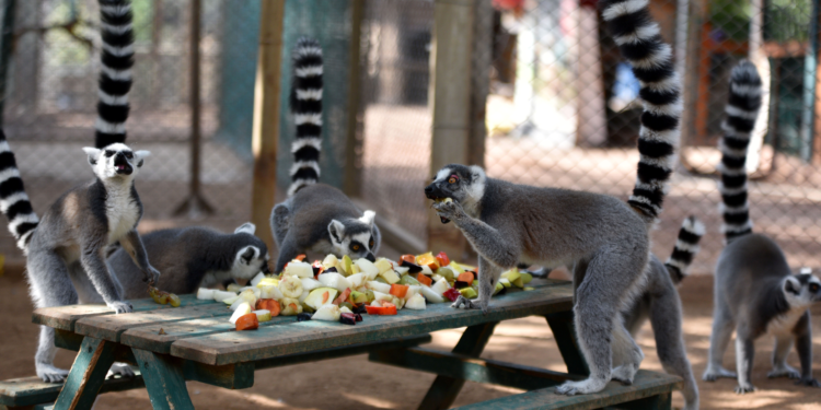 Doğal Yaşam Parkı sakinlerine 'lüks otel menüsü'