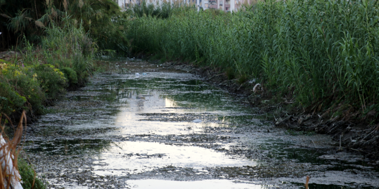 Düden Çayı'nın 'zehirli' suyu, seralardaki mahsulü kuruttu