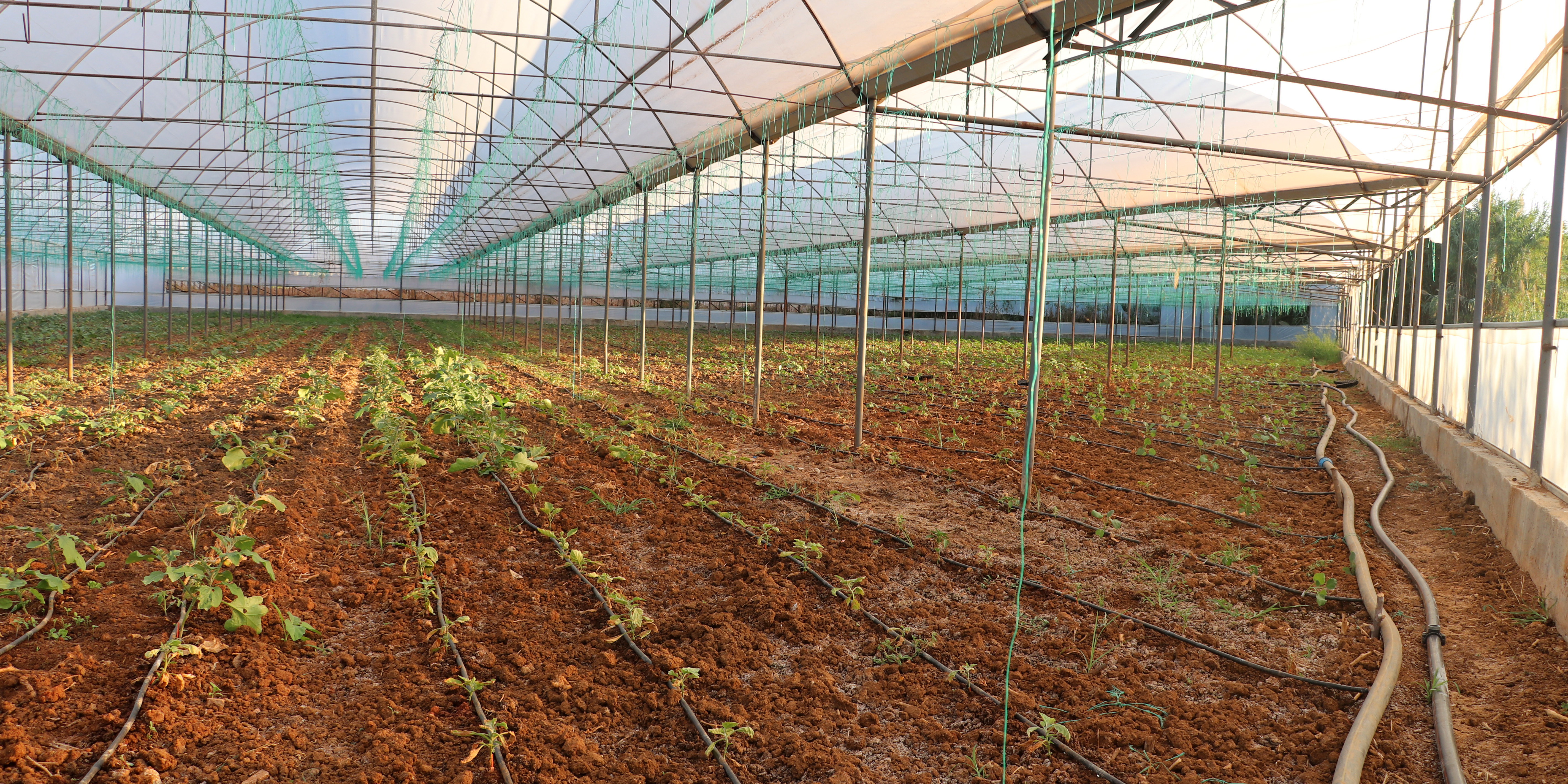 Düden Çayı'nın 'zehirli' suyu, seralardaki mahsulü kuruttu