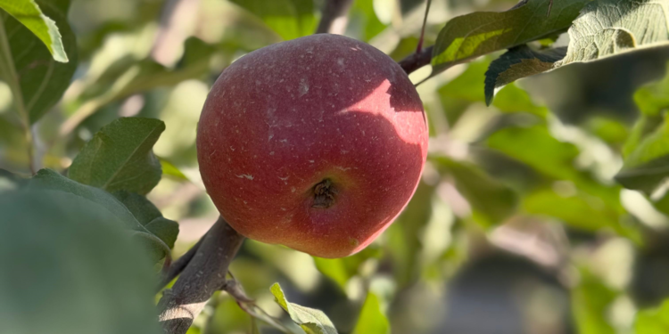 Elma üretiminde lider Çin'de, geçen yıl yüzde 4,3'lük ürün artışı