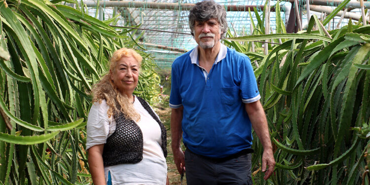 Emekli öğretmen çift, ejder meyvesi üretiminde öncü