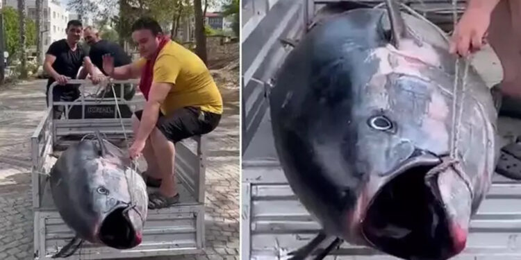 Erdek’te 207 kiloluk orkinos yakalandı