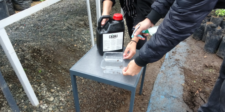 Fındık zararlısı böceğe karşı 'çay lifli odun sirkesi' formülü