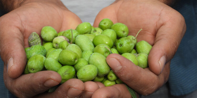 Hatay'da halhalı zeytinin hasadı başladı