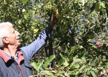 Hobi olarak başladı, 4 dönümde 7 ton elma hasadı yaptı