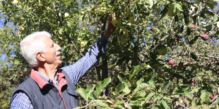 Hobi olarak başladı, 4 dönümde 7 ton elma hasadı yaptı