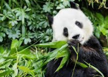 Hong Kong'a hediye edilen pandalar karantinadan çıktı