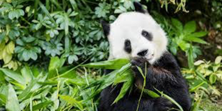 Hong Kong'a hediye edilen pandalar karantinadan çıktı