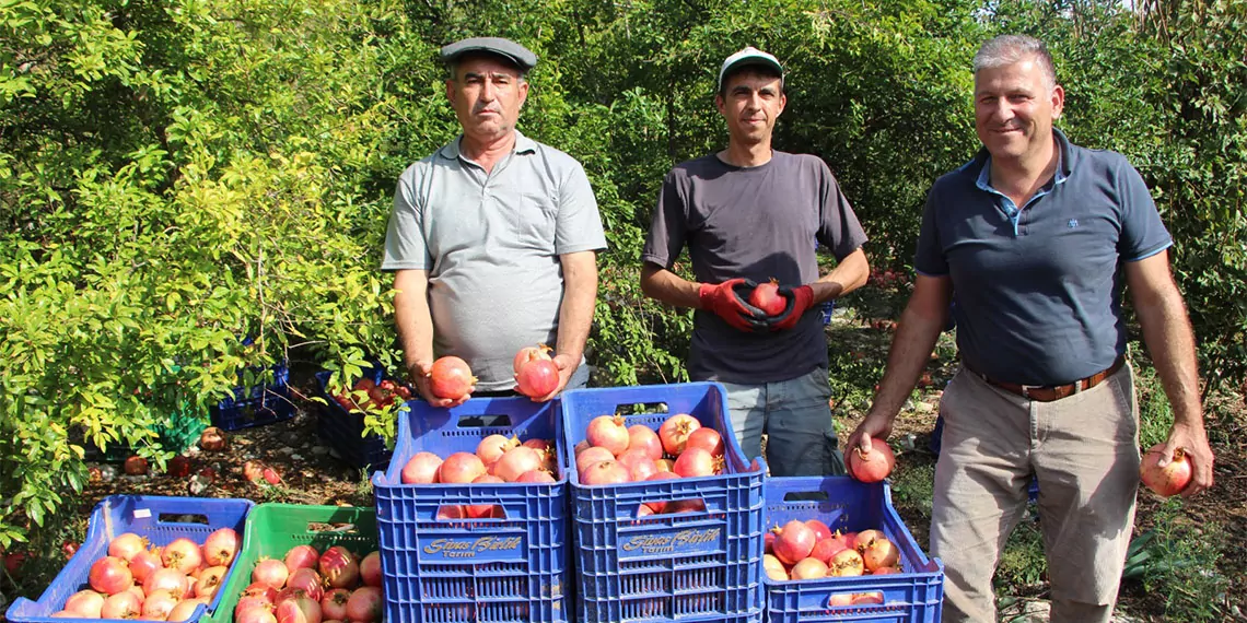 Iklim degisikligi narda kaliteyi dusurdu 367781 101593 1 - i̇ş dünyası - haberton