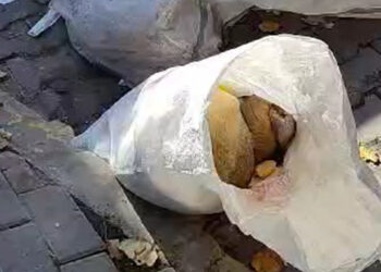 Çöpe atılan 2 köpek boynu kırılarak öldürülmüş