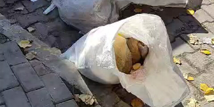 Çöpe atılan 2 köpek boynu kırılarak öldürülmüş