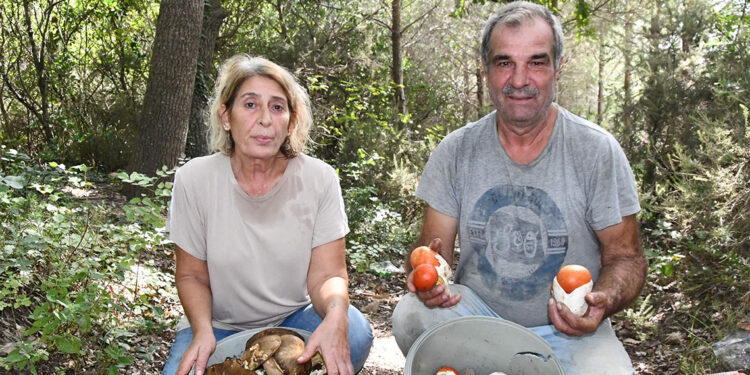 Istranca Ormanları'nda mantar bereketi