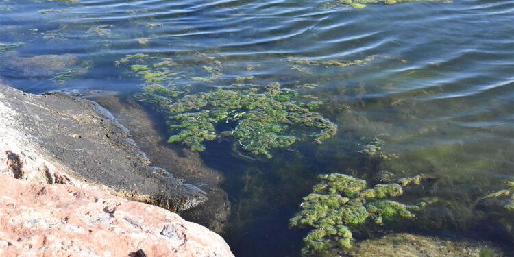İzmir, deniz yosunuyla yeşile büründü