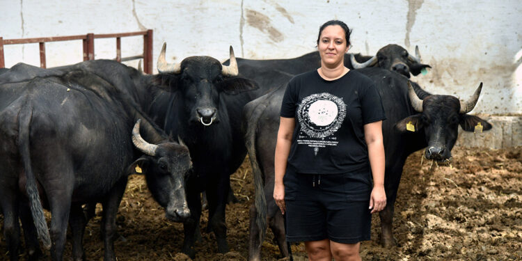 İş bulamayınca kurduğu manda çiftliğinin patronu oldu