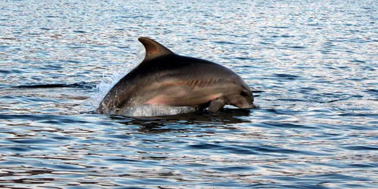 İstanbul Boğazı'nın simgesi afalinalar açlıktan zayıfladı