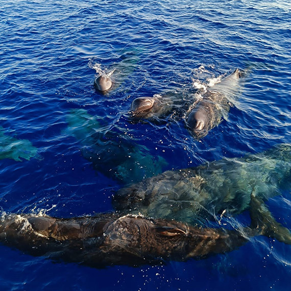İstanbul Boğazı'nın simgesi afalinalar açlıktan zayıfladı