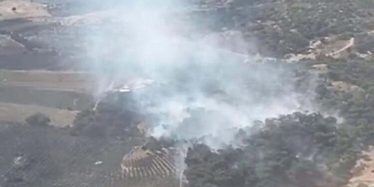 İzmir Dikili'de orman yangını
