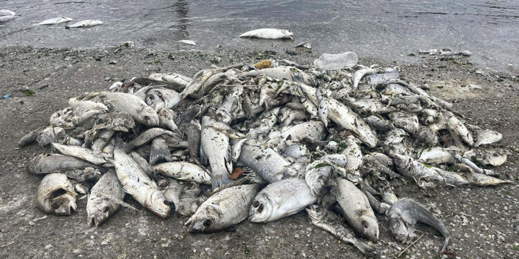 İzmir Körfezi'nde atık su girdisinin olduğu tespit edildi