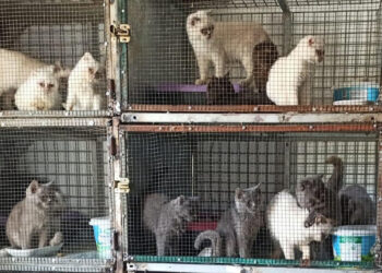 Kırklareli'de kaçak evcil kedi satışına 1 milyon TL ceza