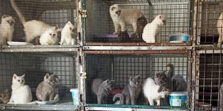 Kırklareli'de kaçak evcil kedi satışına 1 milyon TL ceza 