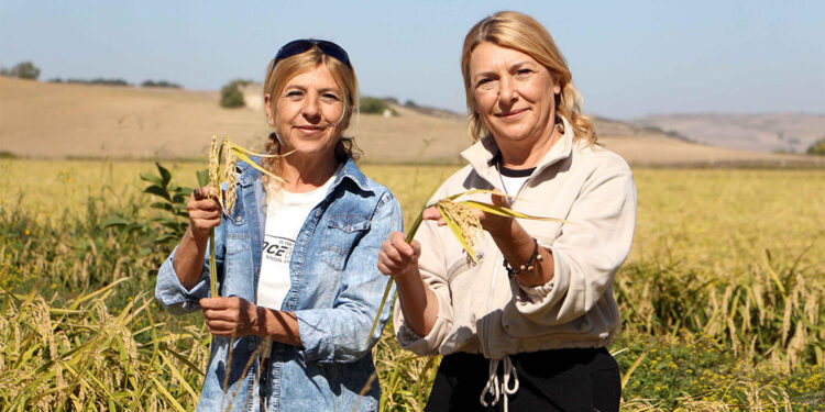 Kız kardeşler 176 dönüm alanda çeltik üretiyor